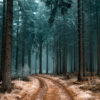 a pathway in a forest with trees covered with frost
