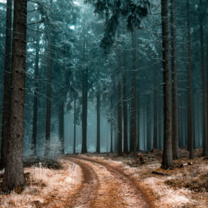 a pathway in a forest with trees covered with frost